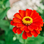Vibrant scarlet California Giants zinnia flower with a yellow center blooming against a soft green garden background.