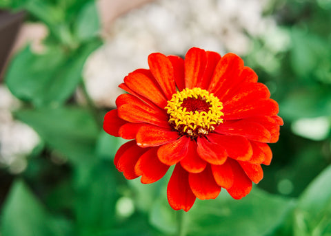Flower Seeds_Zinnia_California Giants_Bucktown Seed Company-06