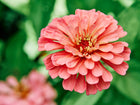Close-up of a vibrant, fully double California Giants zinnia flower in a soft rose-pink shade against green foliage.