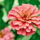 Close-up of a vibrant, fully double California Giants zinnia flower in a soft rose-pink shade against green foliage.