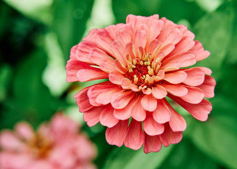 Flower Seeds_Zinnia_California Giants_Bucktown Seed Company-03