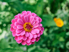 Vibrant pink California Giants zinnia flower with a yellow center blooming against a soft green garden background.