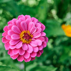 Vibrant pink California Giants zinnia flower with a yellow center blooming against a soft green garden background.