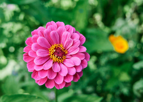 Flower Seeds_Zinnia_Giant Dahlia Mix_Bucktown Seed Company-03Flower Seeds_Zinnia_California Giants_Bucktown Seed Company-04