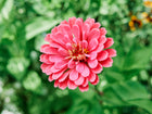A vibrant pink California Giants zinnia bloom with layered petals against a soft-focus green garden background.