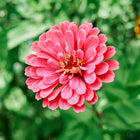 A vibrant pink California Giants zinnia bloom with layered petals against a soft-focus green garden background.