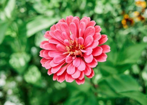 Flower Seeds_Zinnia_California Giants_Bucktown Seed Company-06