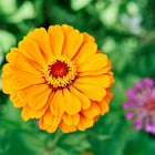 Bright orange California Giants zinnia flower in full bloom with a blurred purple zinnia in the background.