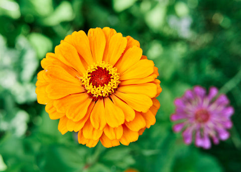 Flower Seeds_Zinnia_California Giants_Bucktown Seed Company-07