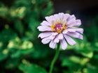 A single lavender California Giant zinnia bloom with a yellow center against a blurred green garden background.