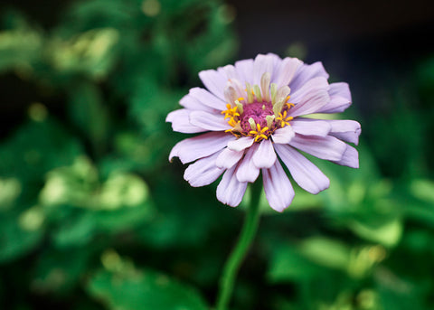 Flower Seeds_Zinnia_Giant Dahlia Mix_Bucktown Seed Company-05
