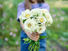 Person holding a bouquet of creamy white Polar Bear zinnia flowers with yellow centers in a garden.