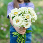Person holding a bouquet of creamy white Polar Bear zinnia flowers with yellow centers in a garden.
