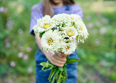 Heirloom Seeds_Polar Bear Zinnia Seed_Bucktown Seed Company-01