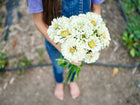 Person holding a bouquet of creamy white Polar Bear zinnia flowers in a garden.