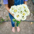 Person holding a bouquet of creamy white Polar Bear zinnia flowers in a garden.