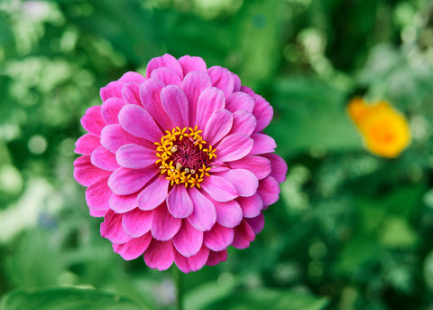 Violet Queen - Zinnia Seeds